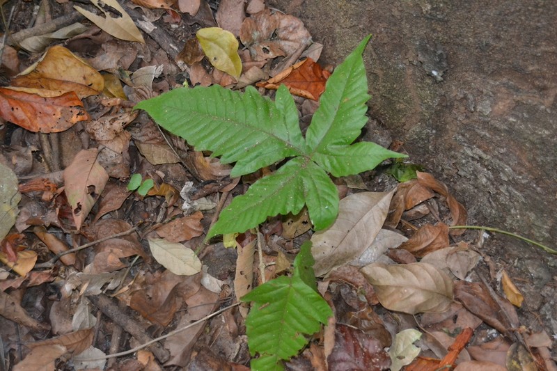 Tectaria pilosa photo 3