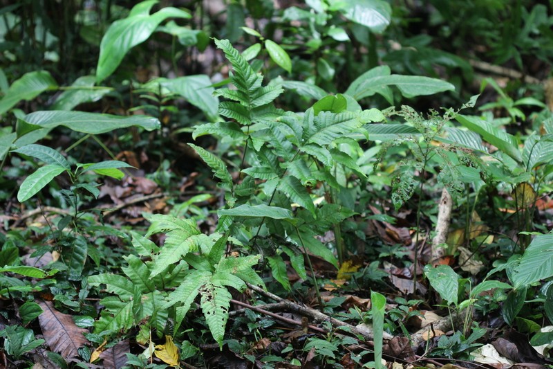 Tectaria pilosa photo 4