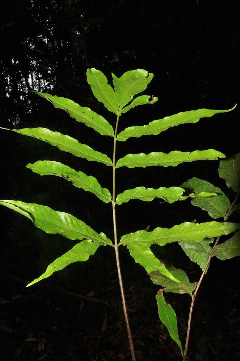 Tectaria pilosa photo 5