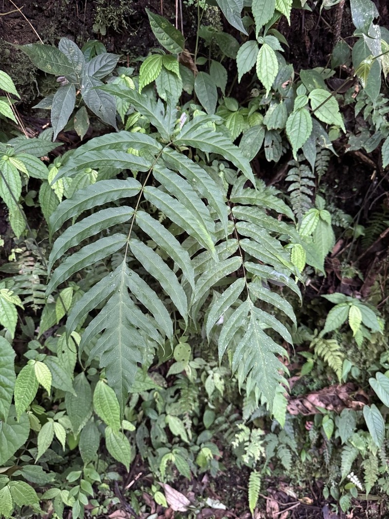 Tectaria pilosa photo 6