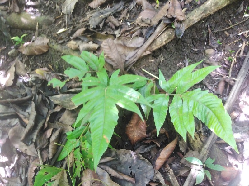 Tectaria pilosa photo 7