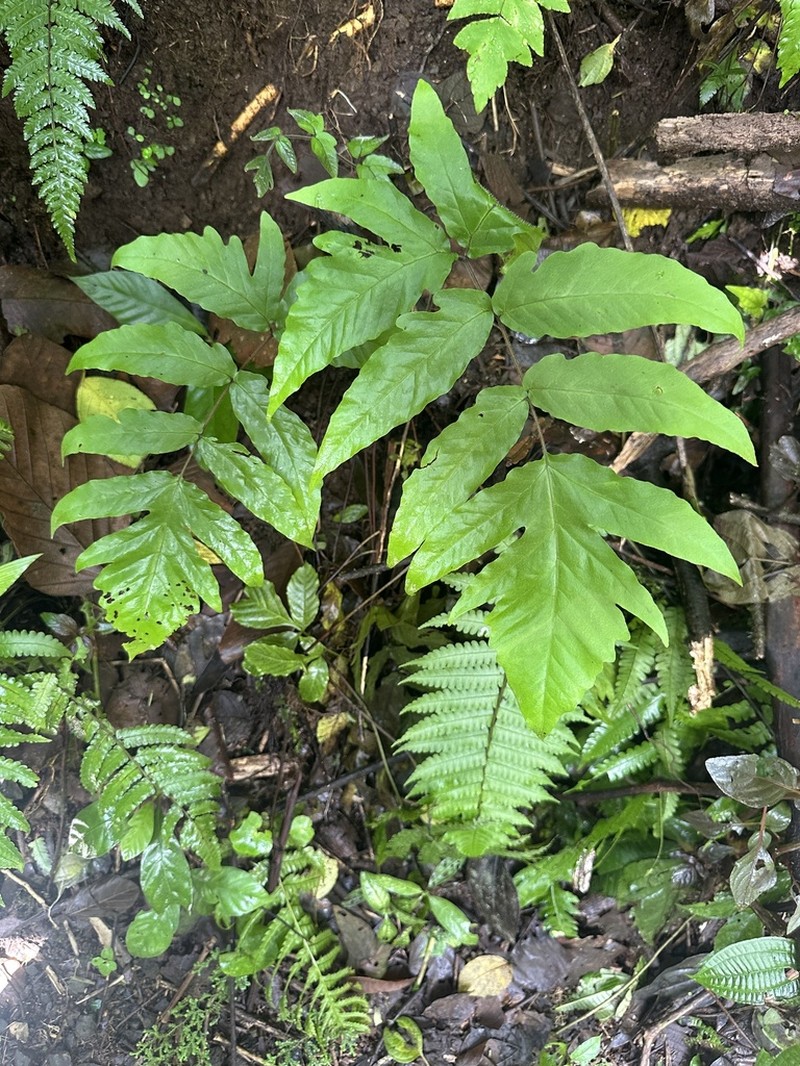 Tectaria pilosa photo 8