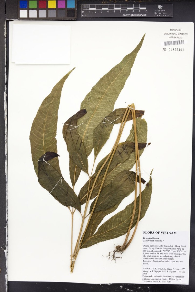 Tectaria pinnata