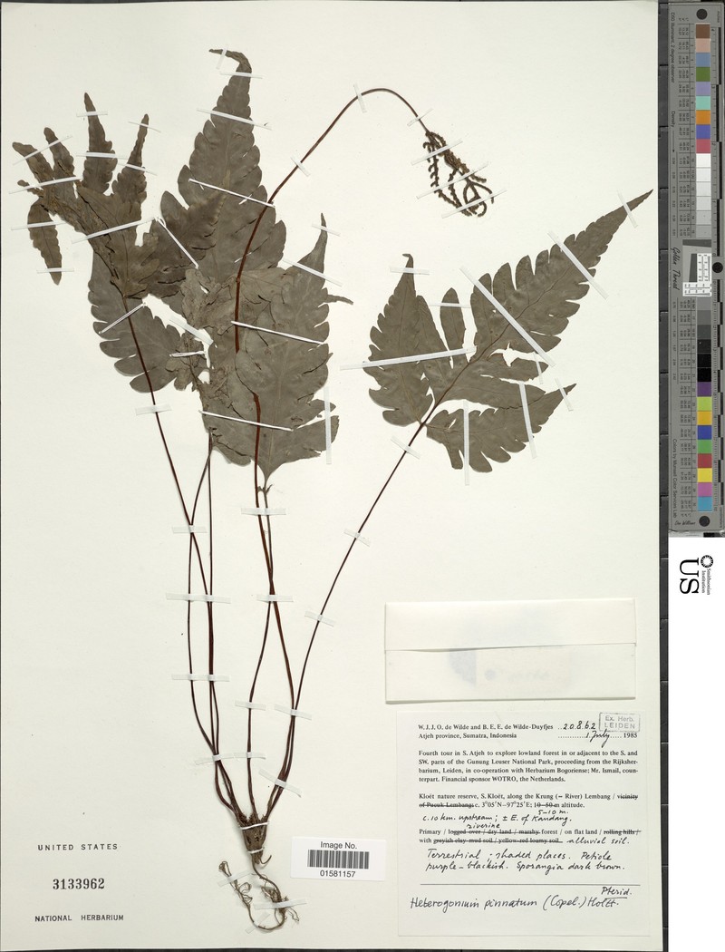 Tectaria pinnata photo 2