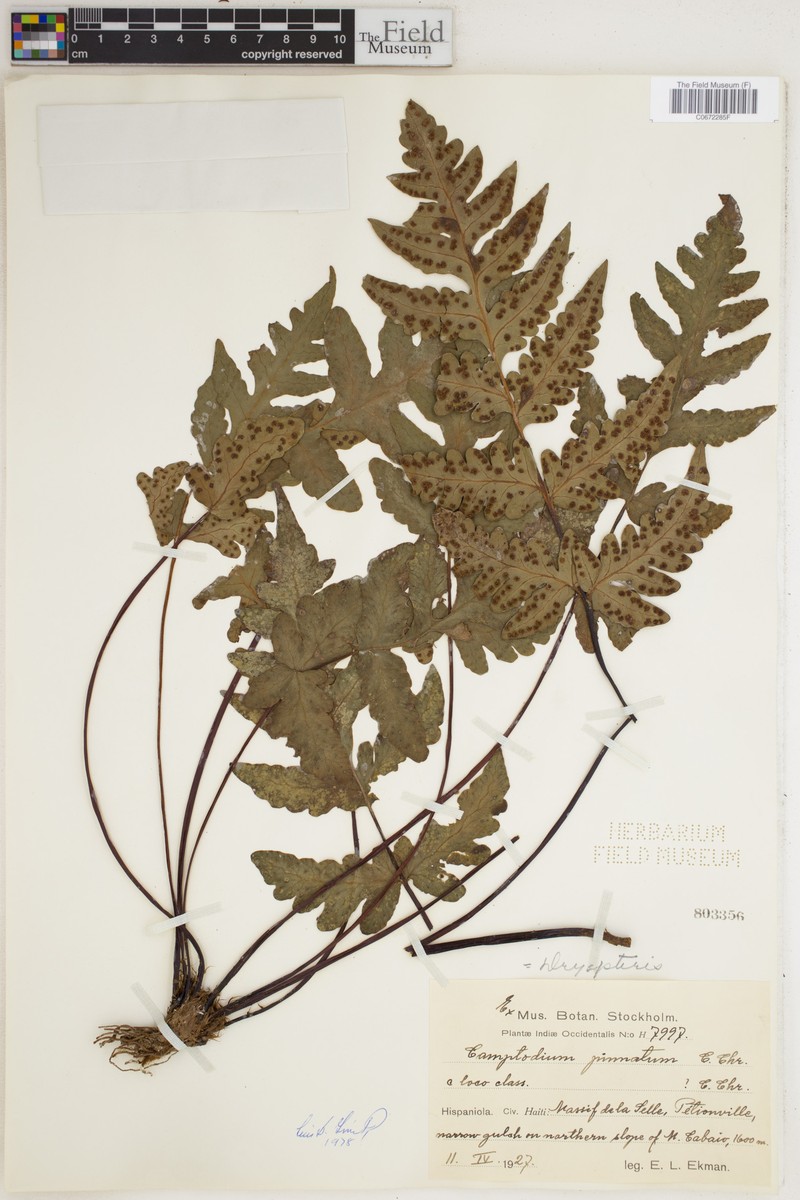 Tectaria pinnata photo 3