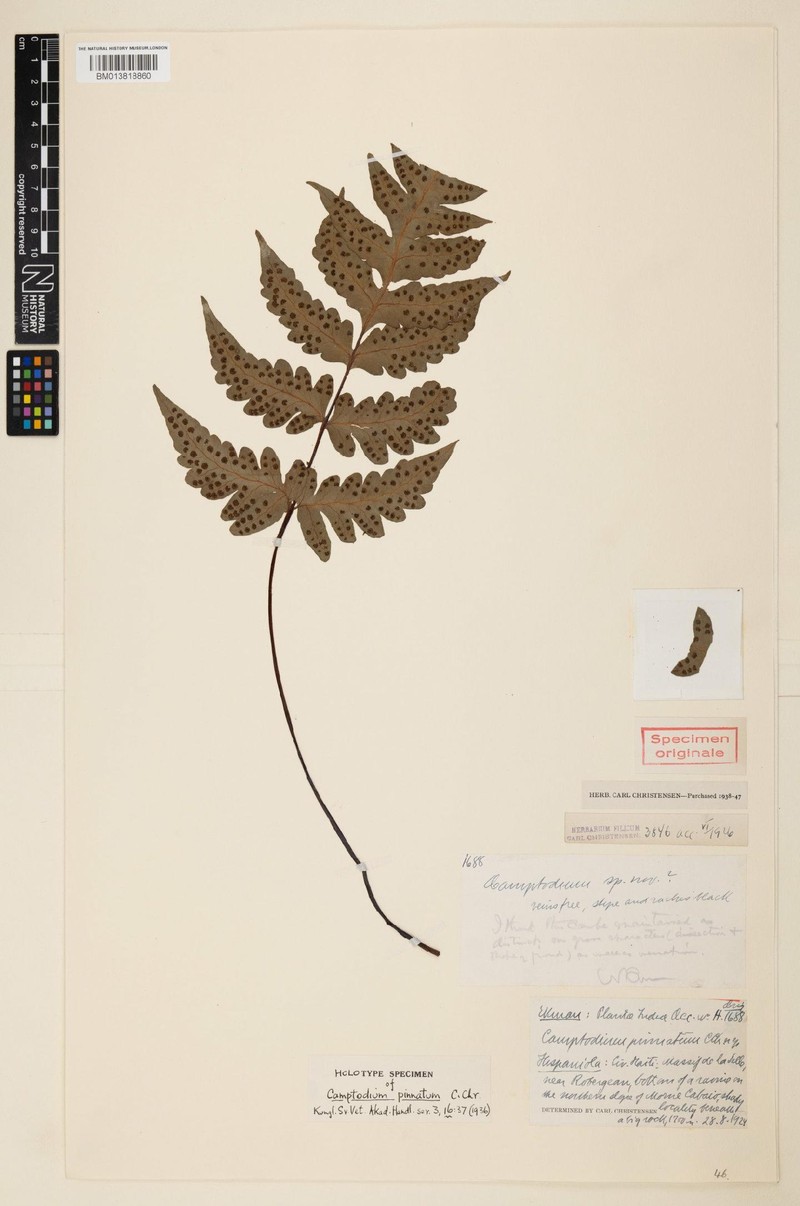 Tectaria pinnata photo 4