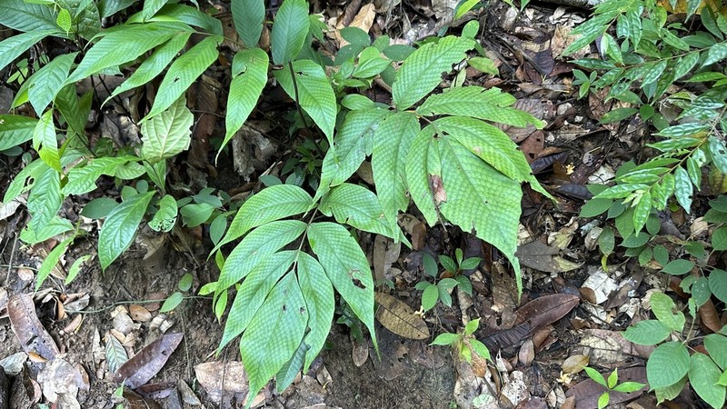Tectaria pleiosora
