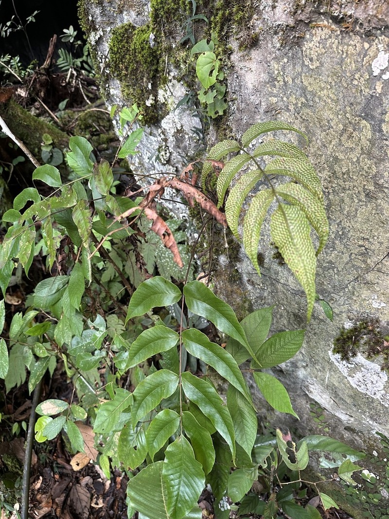 Tectaria pleiosora photo 2