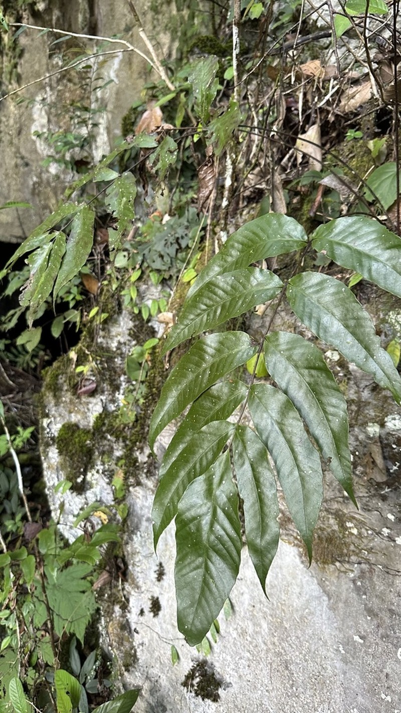 Tectaria pleiosora photo 3