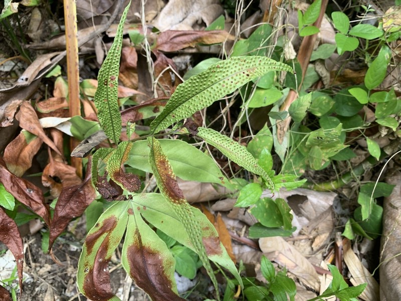 Tectaria pleiosora photo 4