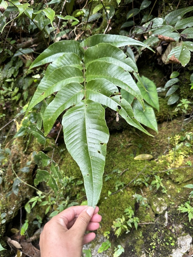 Tectaria pleiosora photo 5