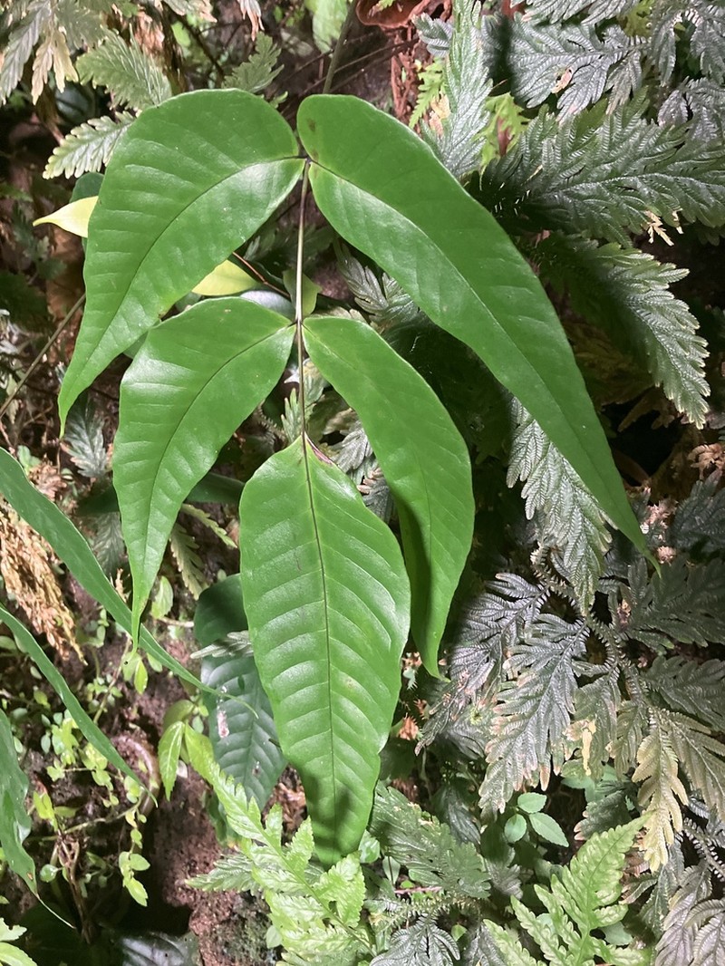 Tectaria pleiosora photo 6