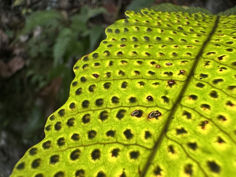 Tectaria pleiosora photo 7