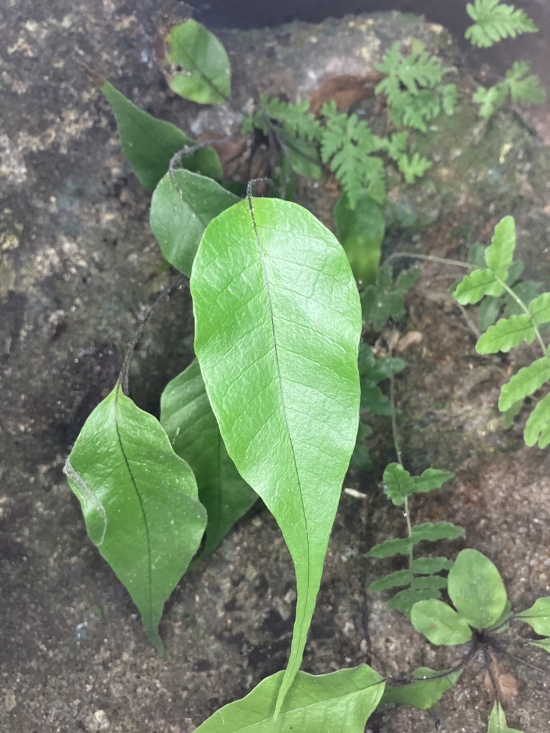 Tectaria pleiosora photo 8