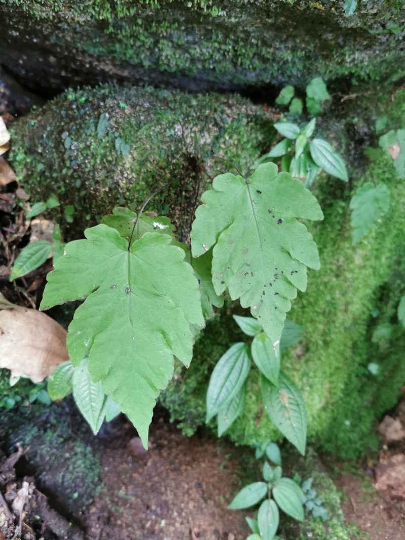 Tectaria pleiotoma