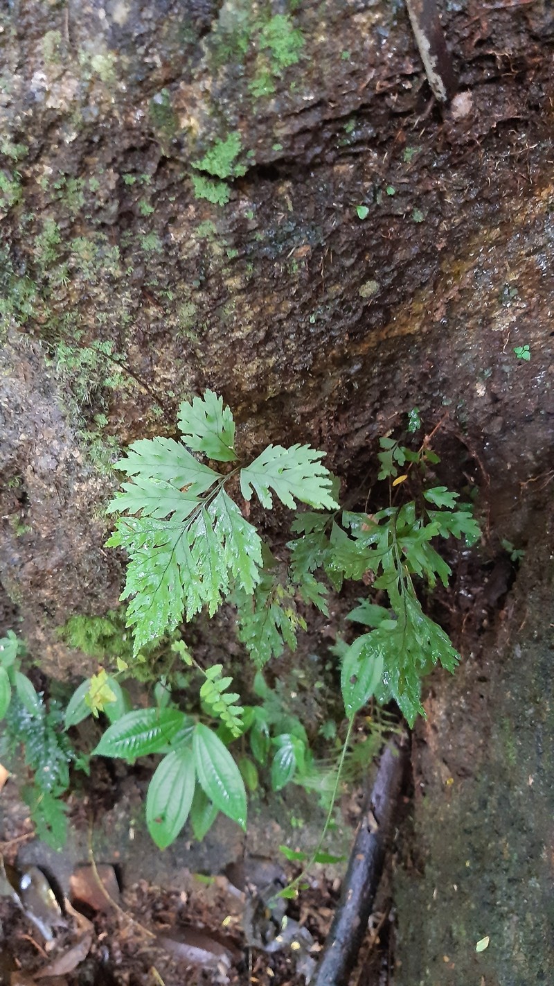 Tectaria pleiotoma photo 3