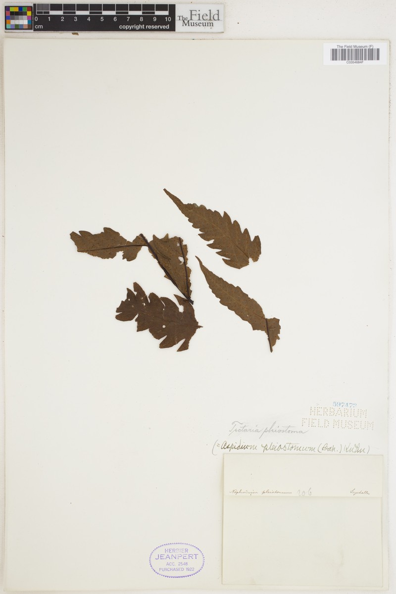 Tectaria pleiotoma photo 4
