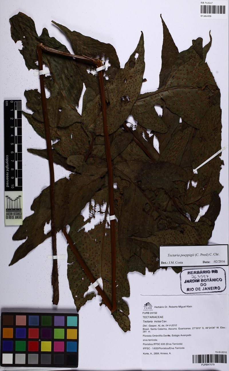Tectaria poeppigii