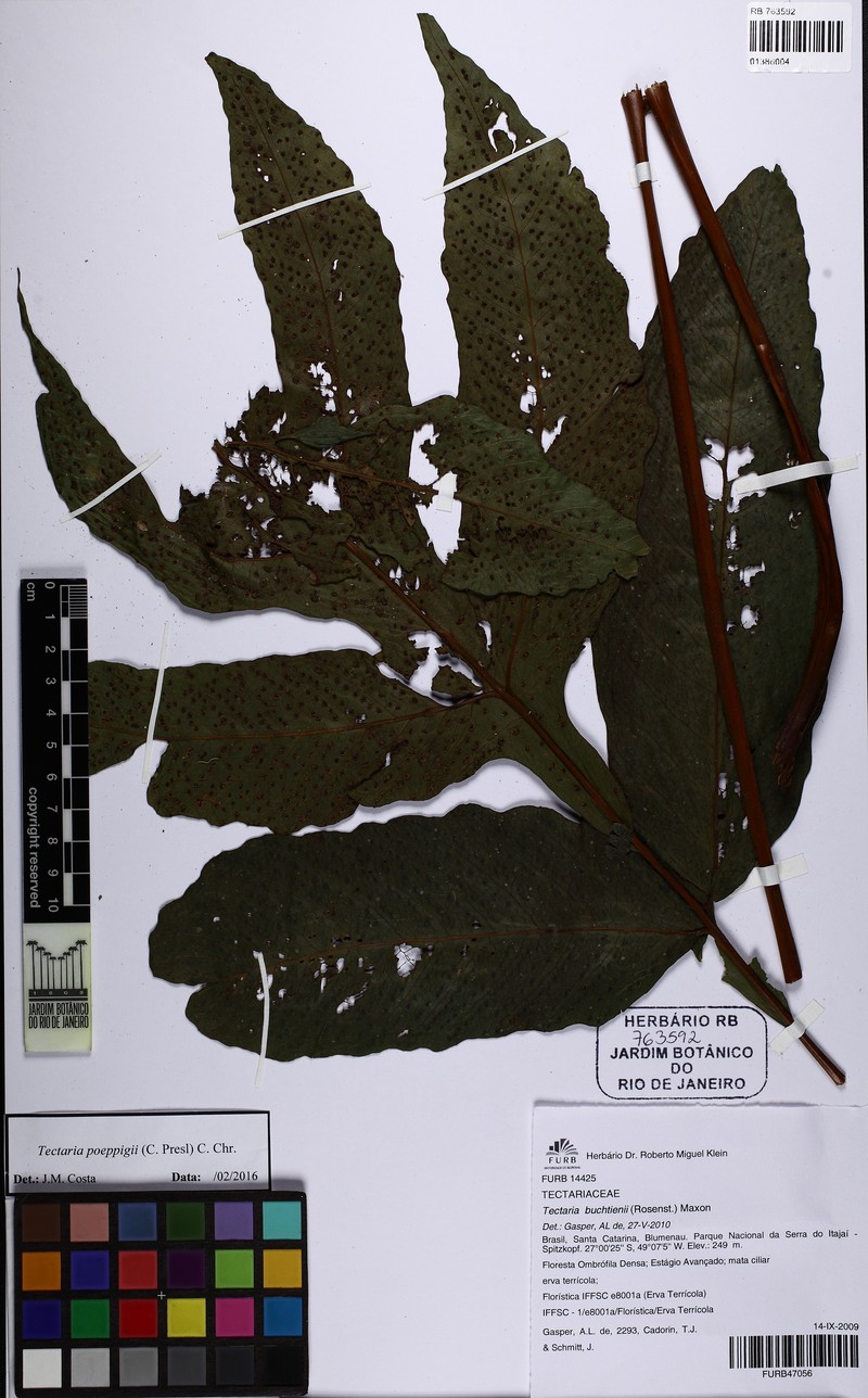 Tectaria poeppigii photo 2