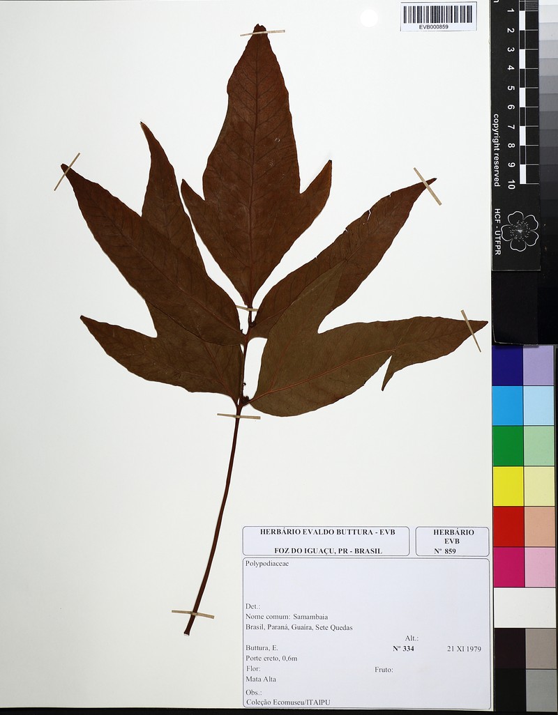 Tectaria poeppigii photo 3