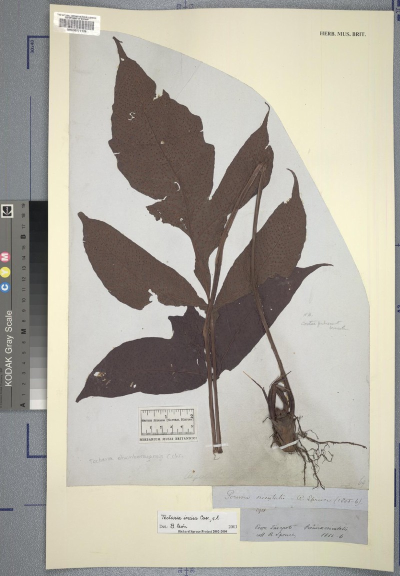 Tectaria poeppigii photo 4