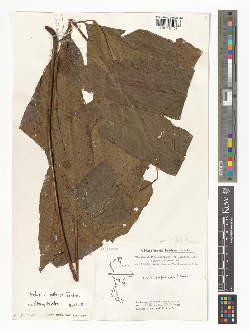 Tectaria poilanei