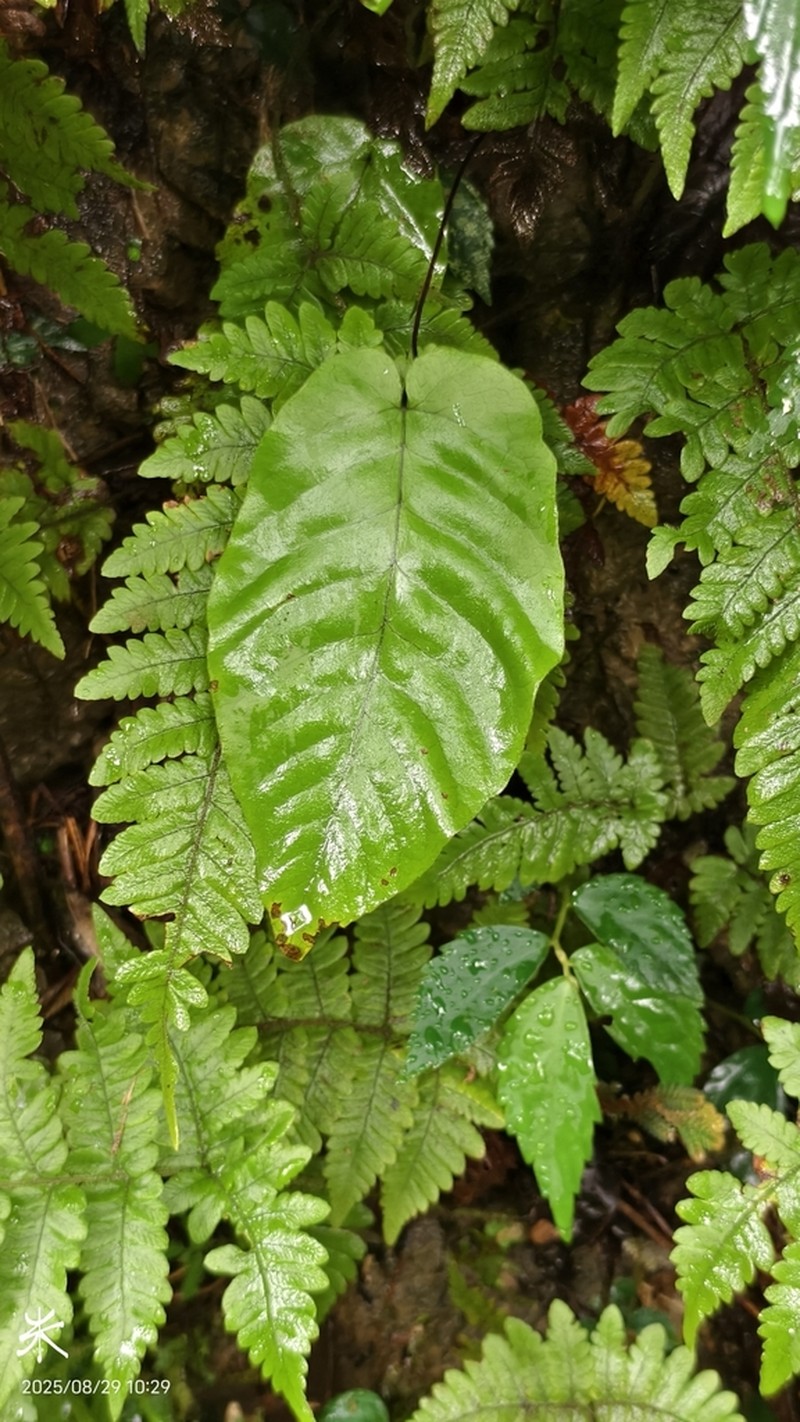 Tectaria polymorpha