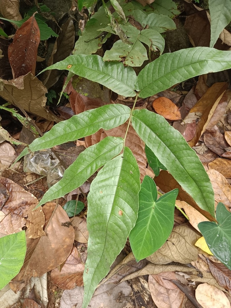 Tectaria polymorpha photo 2