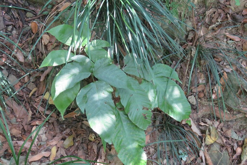 Tectaria polymorpha photo 3