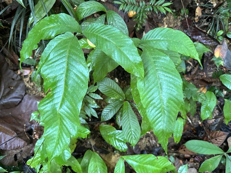 Tectaria polymorpha photo 4