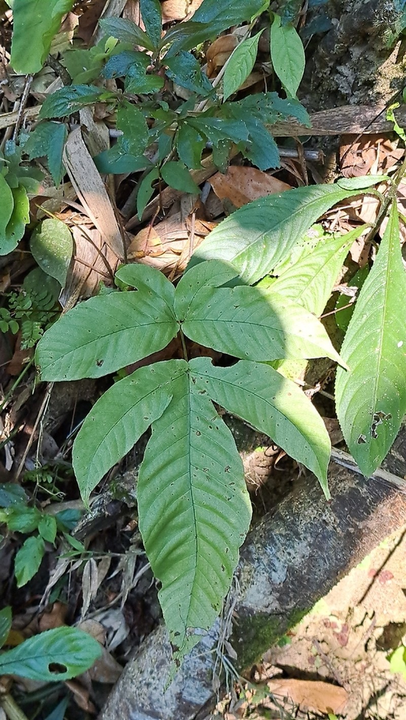 Tectaria polymorpha photo 5