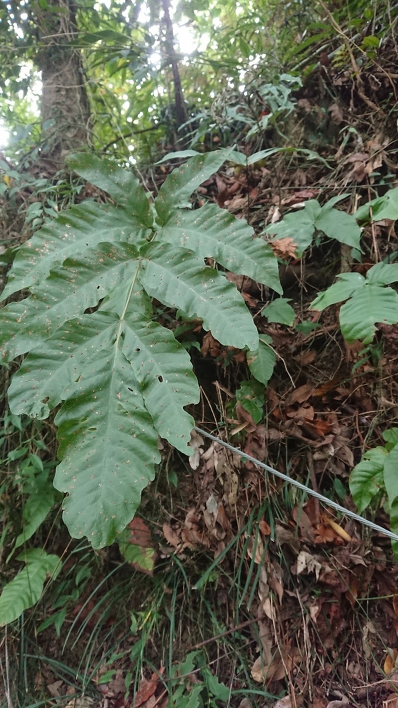 Tectaria polymorpha photo 6