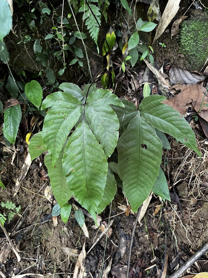 Tectaria polymorpha photo 7