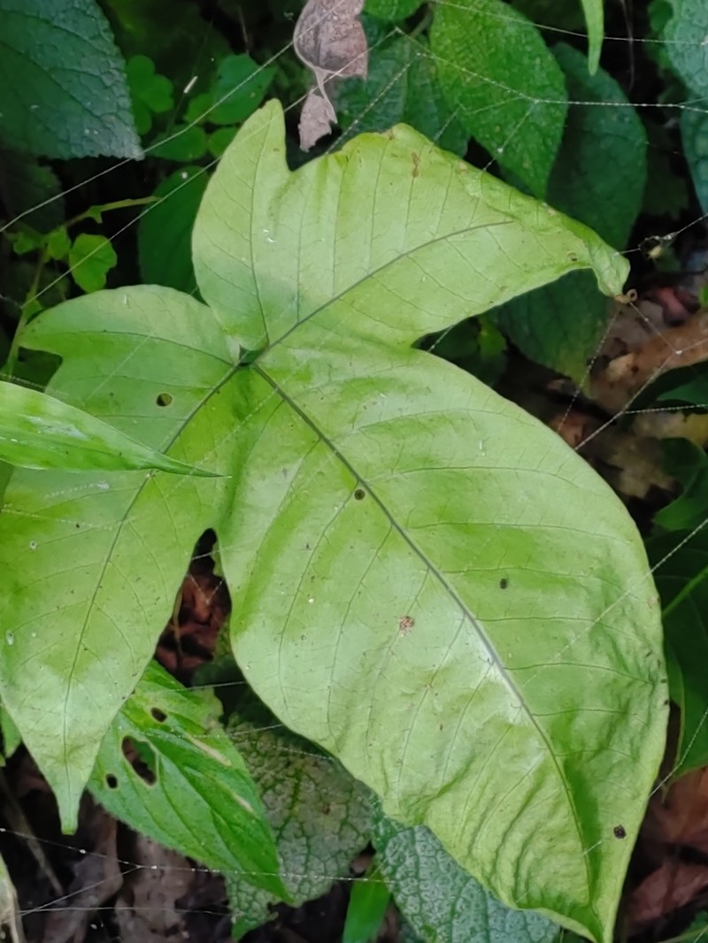 Tectaria polymorpha photo 8