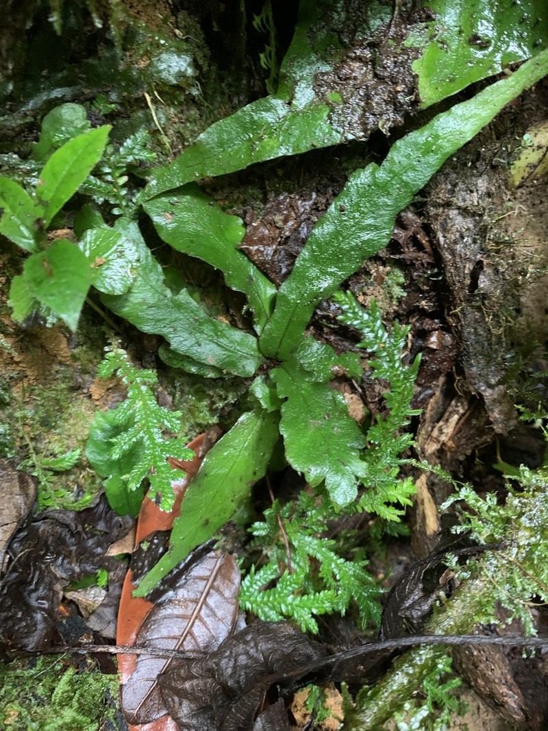 Tectaria prolifera
