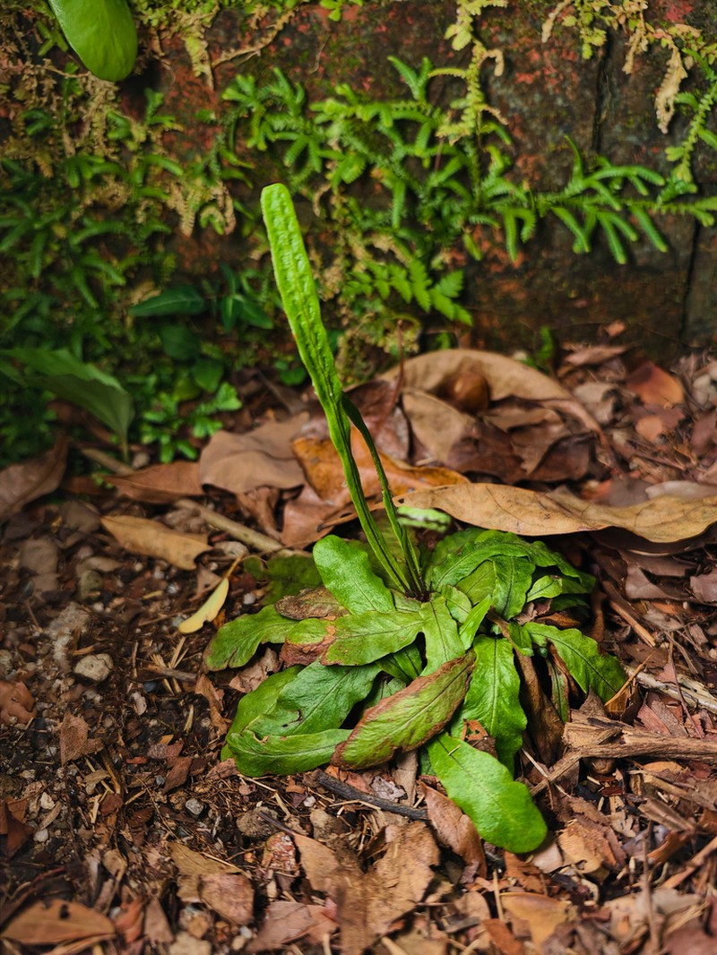 Tectaria prolifera photo 2