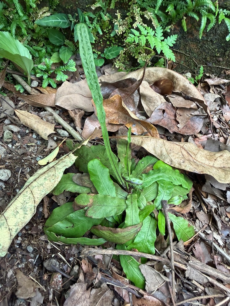 Tectaria prolifera photo 4