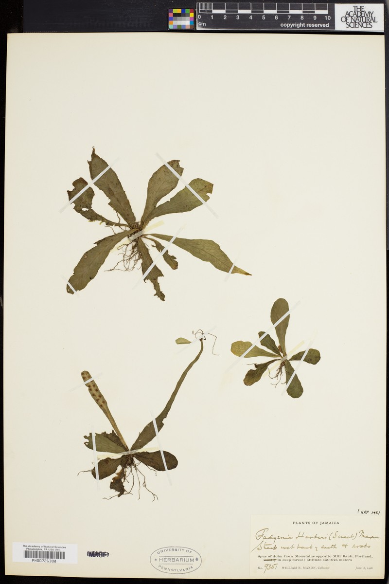 Tectaria prolifera photo 5