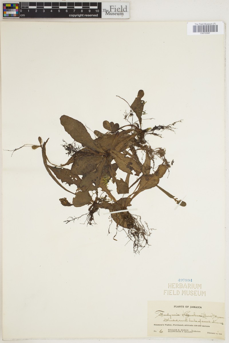 Tectaria prolifera photo 6