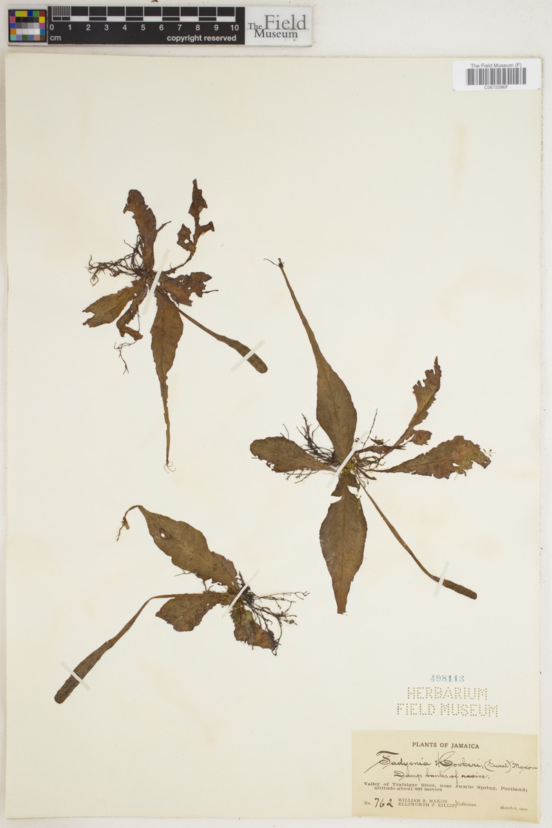 Tectaria prolifera photo 7