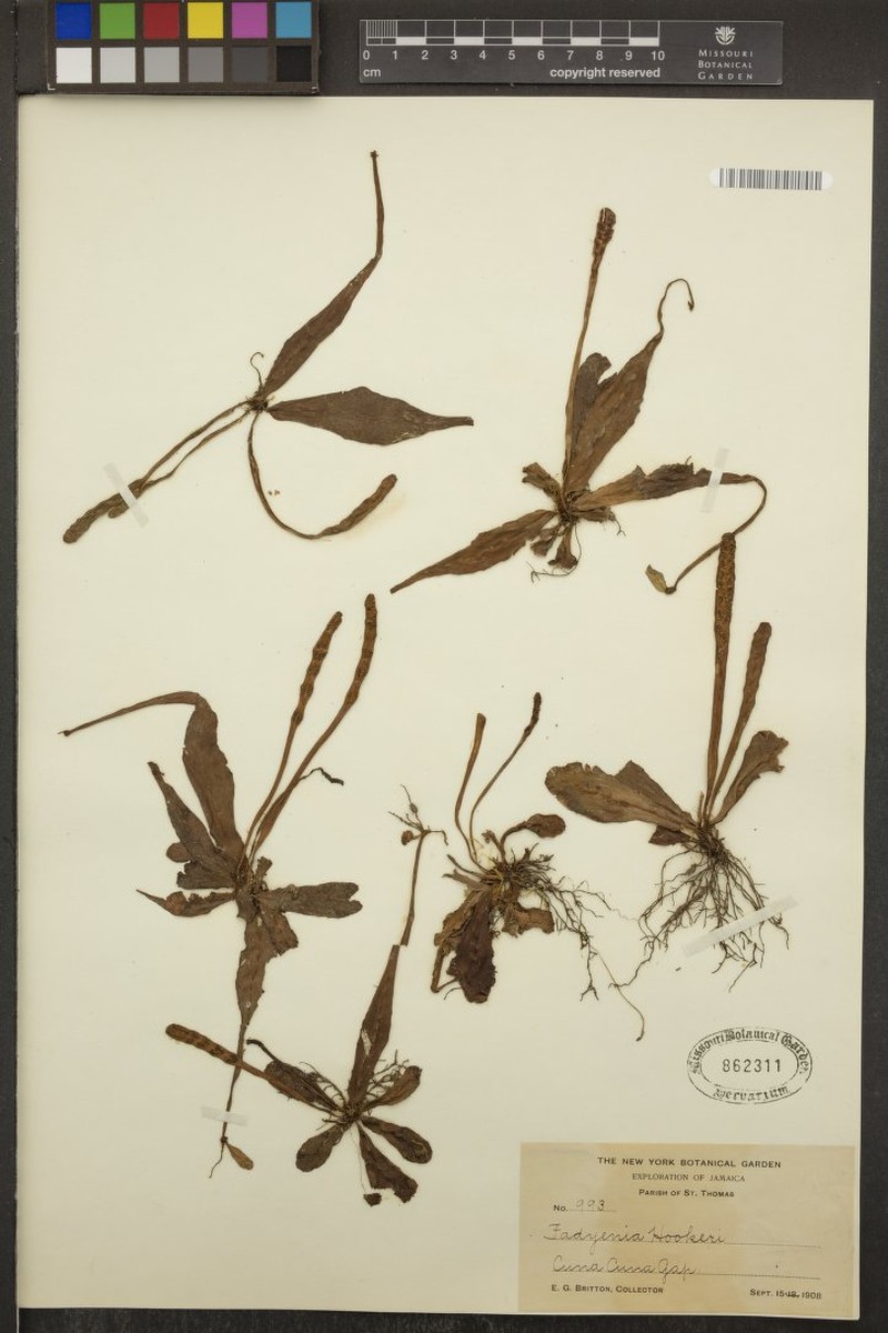 Tectaria prolifera photo 8
