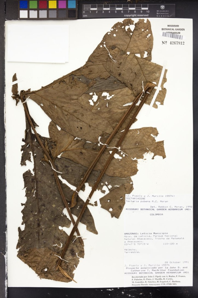 Tectaria pubens photo 2