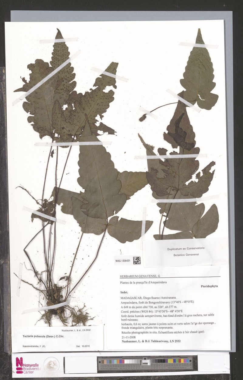 Tectaria puberula