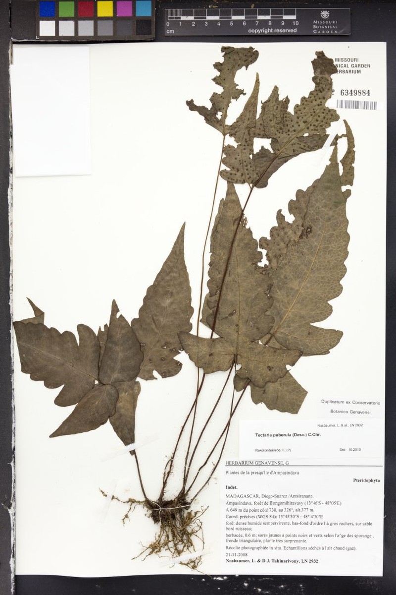 Tectaria puberula photo 2