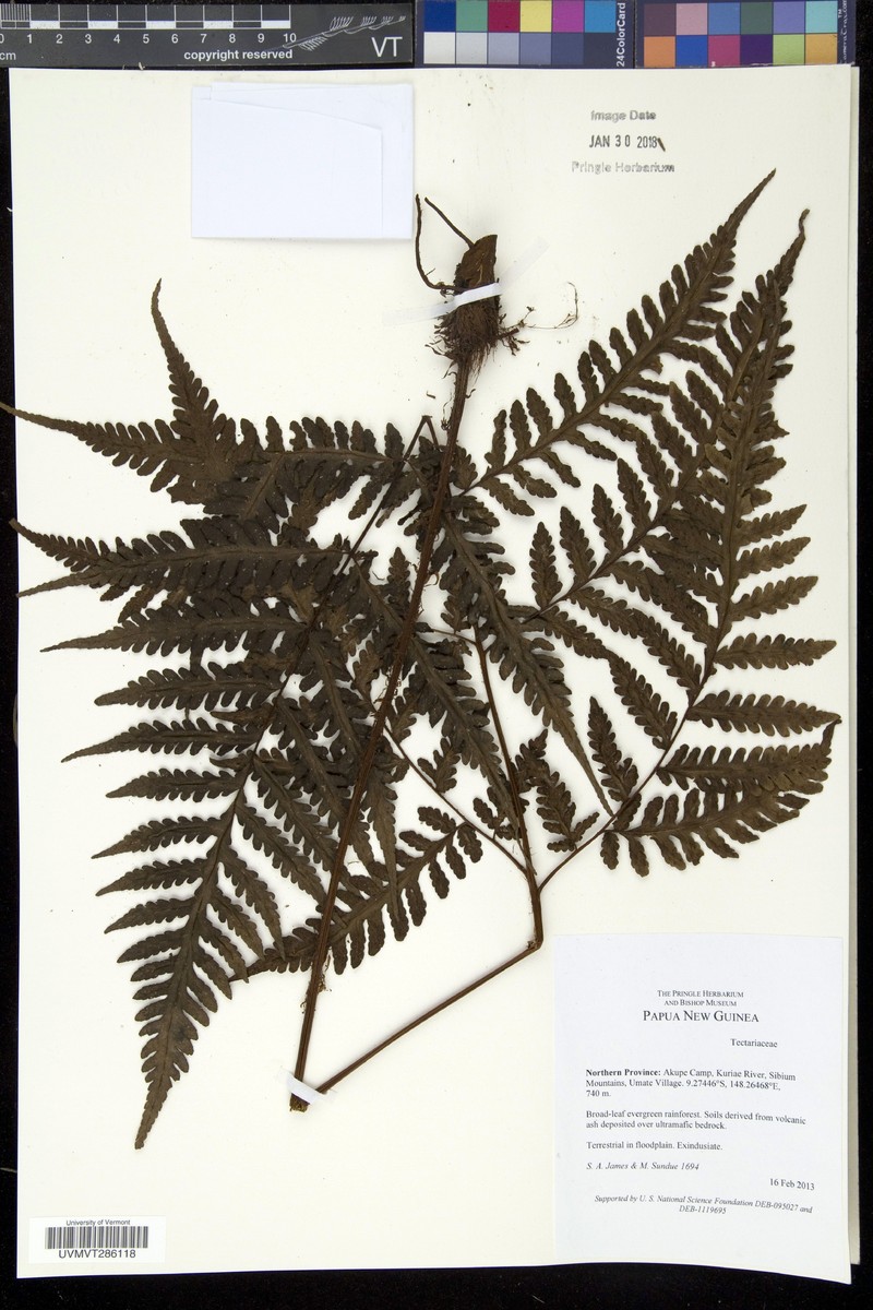 Tectaria pubescens