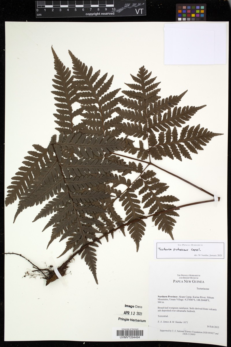 Tectaria pubescens photo 2