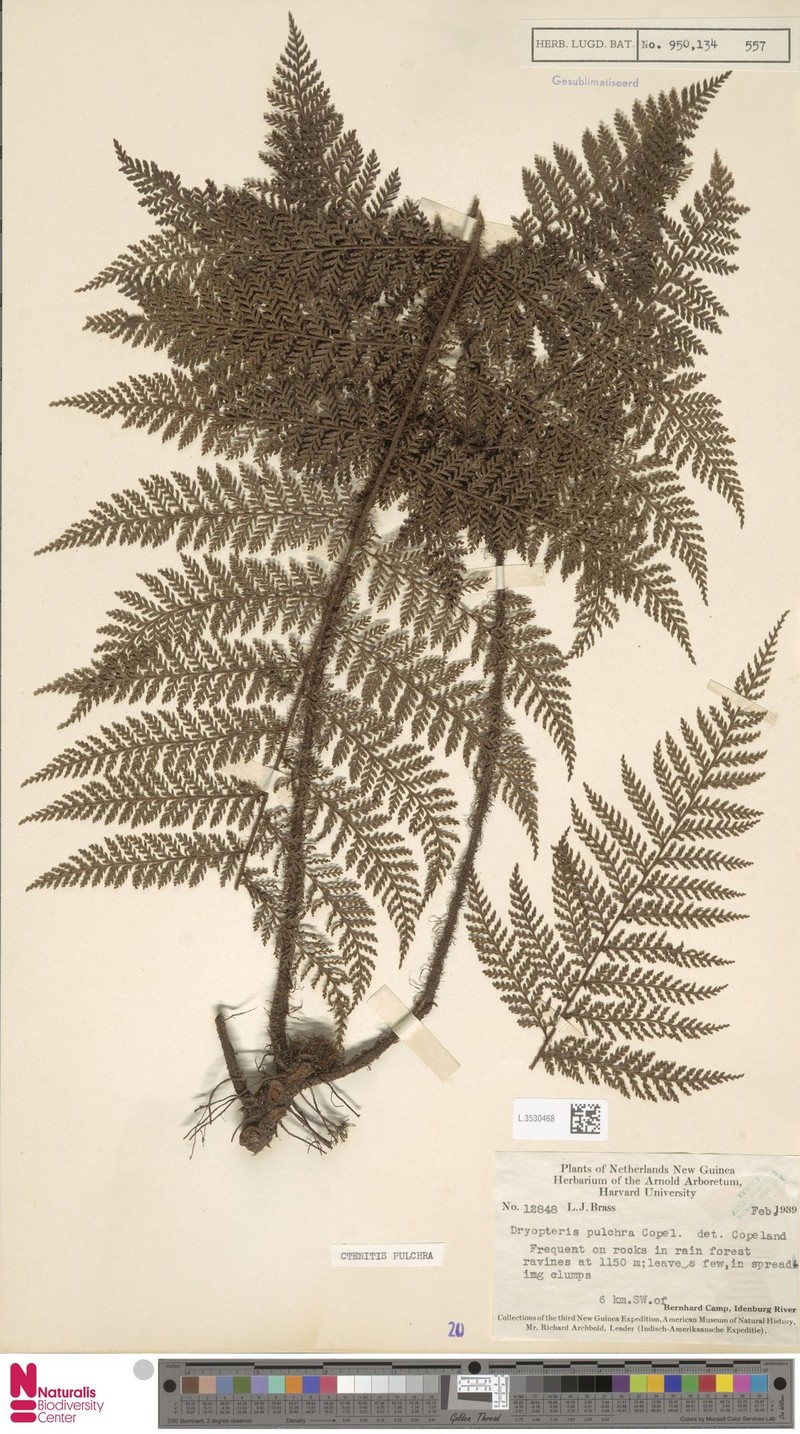 Tectaria pulchra