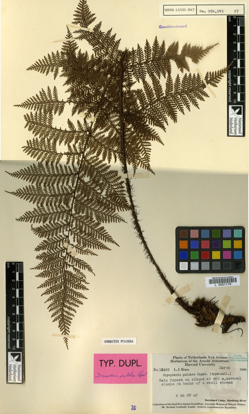 Tectaria pulchra photo 2