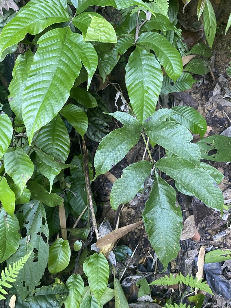 Tectaria quinquefida photo 2