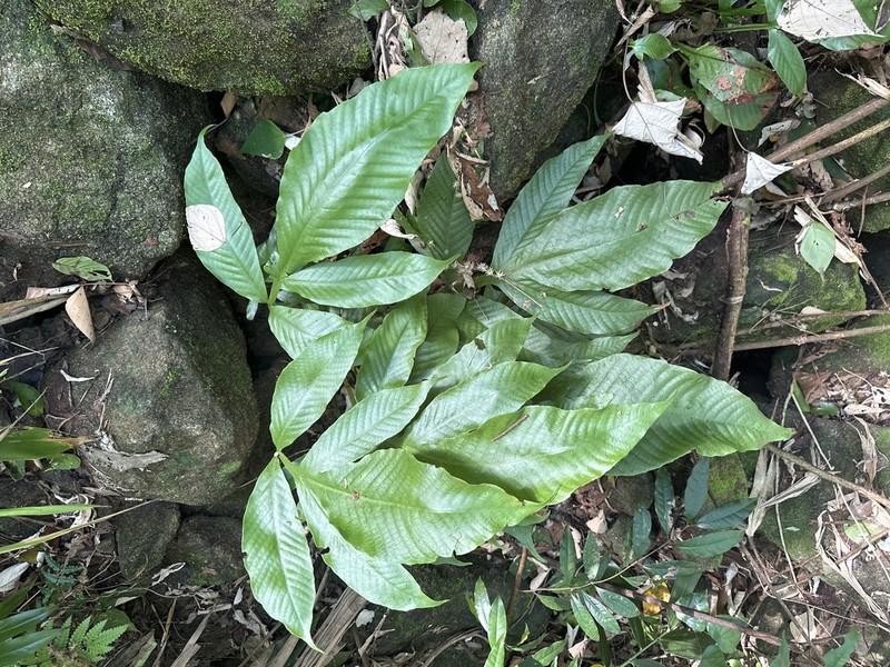 Tectaria quinquefida photo 3